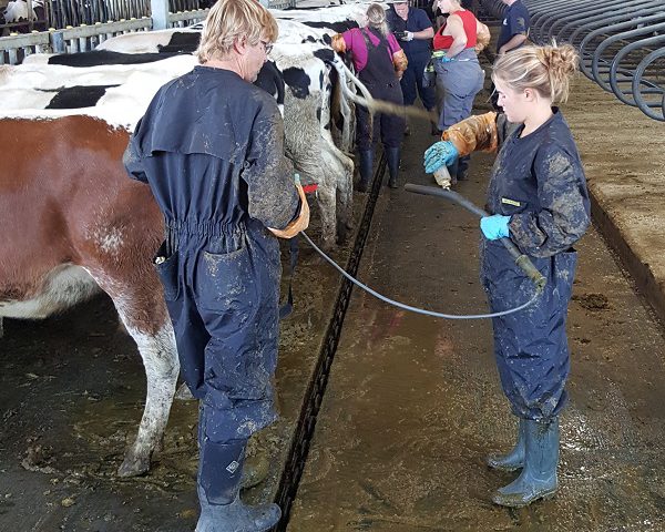 Beef Cattle Reproductive Ultrasound Training Course Canada