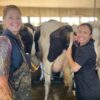 RVT and farmer cattle ultrasound training pregnancy Canada