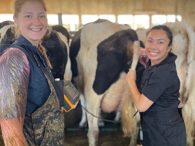 RVT and farmer cattle ultrasound training pregnancy Canada