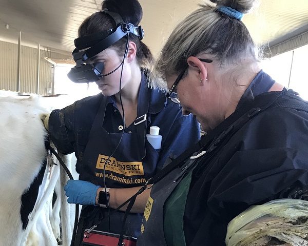 Dairy cow ultrasound training for pregnancy checks